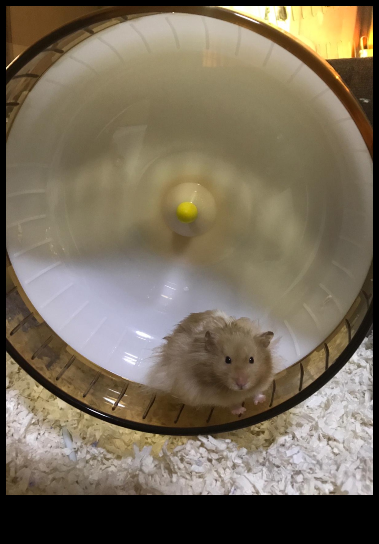 Hamster Tekerleği Güvenliği Devam Ediyor: Optimum Kullanım İçin Boyut Hususları