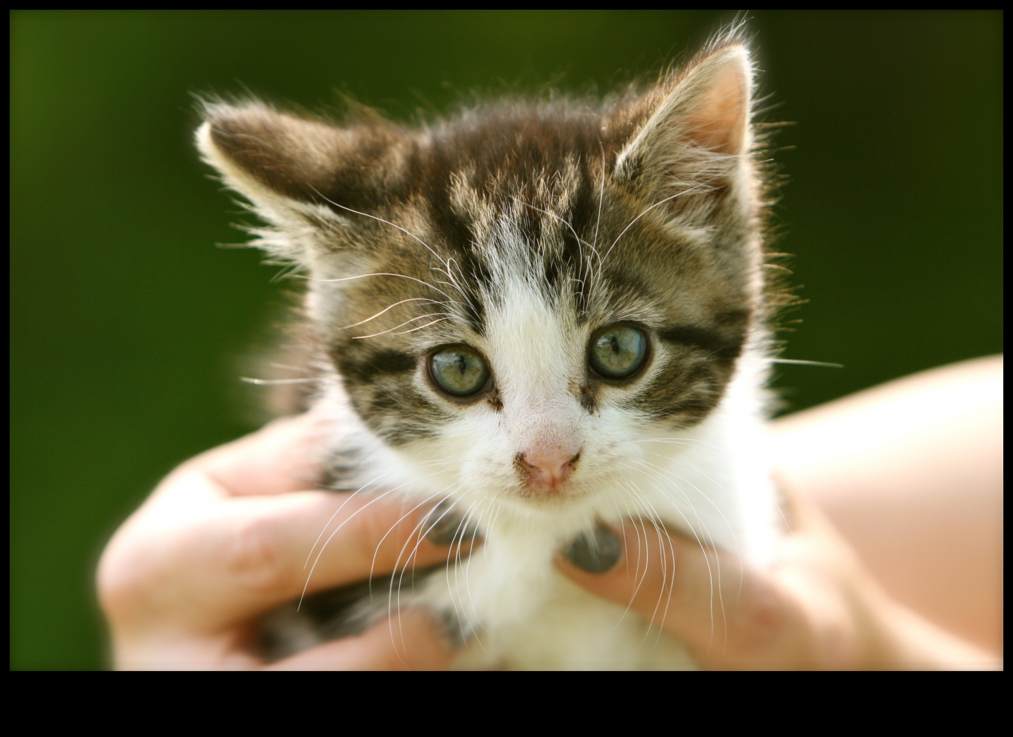 Bıyık Bilgeliği: Kedi Eğitim Tekniklerinde Gezinme